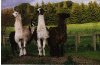 Boys.gif (70651 bytes)