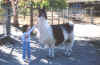 Kidwool.JPG (71651 bytes)
