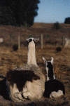 Willow.gif (66385 bytes)