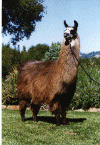 Eldo.gif (74022 bytes)